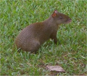 The back right side of a brown Agouti that is sitting on grass. It has a face like a rat and a long brown body.