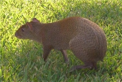 The left side of a brown Agoutis that is walking across a field> It has a long body, kangaroo looking back legs, short front legs, small ears, dark eyes and a face that looks like a rat.