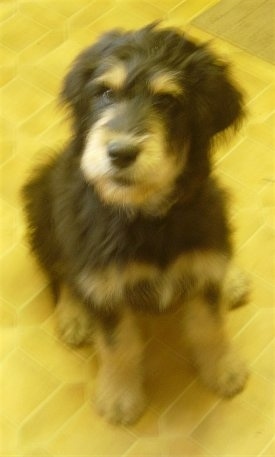 Front view - A black with tan Rottle puppy is sitting on a yellow tiled floor, it is looking up and its head is turned to the left.