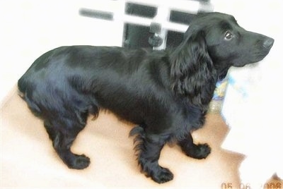 The right side of a shiny-coated, black Russian Spaniel that is standing on a rug and it is looking up and to the right.