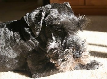 The front right side of a black with tan Schnoodle that is laying down on a carpet. It is looking down and forward. Its coat is shaved short with longer hair on its face and eye brows.