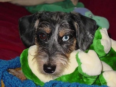 Close up head shot - A wiry-looking Miniature Schnoxie dog is laying on a blue blanket and on top of a green flush frog. The dog has one brown eye and one blue eye.