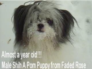 Close up - A long coated, white with black Shiranian dog is standing outside in snow, it is looking forward and it has snow all over its muzzle. The words - Almost a year old!!! Male Shih A Pom Pom Puppy from Faded Rose - are overlayed at the bottom left of the image.