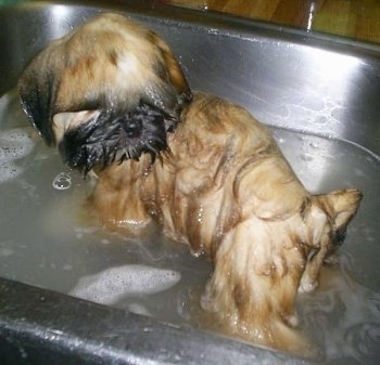 A drenched brown with black Shinese puppy is standing in a sink that is half filled with water.