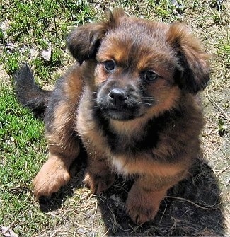 Close up - Top down view of a little fluffy black and brown with white Silky Tzu puppy sitting in grass looking up.