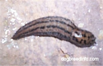 Leopard slug on a wet surface