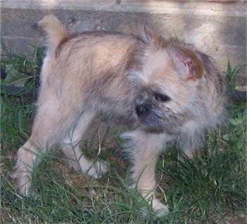 mini brussels griffon