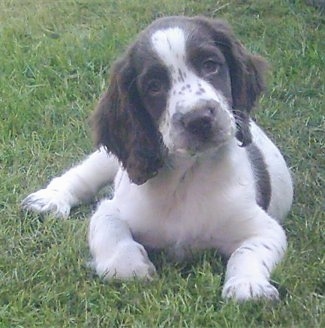 Bonnie the English Springer Spaniel Puppy is laying in a field of grass and her head is tilted to the left
