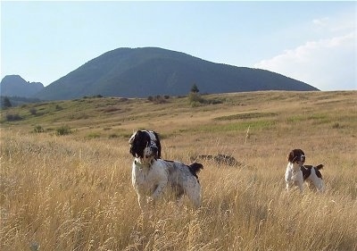 A black and white Springer Spaniel and a liver and white Springer Spaniel are standing in tall brown grass in a feild with a view of a mountain behind them and they both are looking to the right.