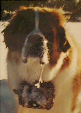 Archie the St. Bernard is sitting outside in a very cold environment. There is a long line of frozen drool about a foot long coming down the right side of its face. It has a small barrel cask around its neck that is frozen over.