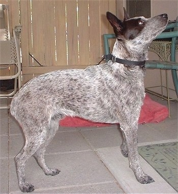 The right side of a gray and white with brown Australian Stumpy Tail Cattle Dog that is standing in front of a mat. It is looking up and to the right. The dog does not have a tail.