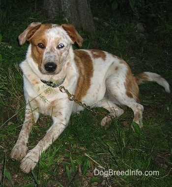 Blue Heeler  on Blue  The Texas Heeler  Australian Cattle Dog   Australian Shepherd