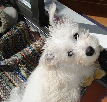 Topdown view of a white Wauzer puppy that is sitting on a bunched up rug. The puppy is looking up. It has a black nose and black eyes.