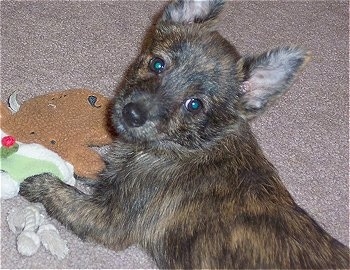 The back left side of a brown with black brindle Weeranian puppy laying across a tan carpet and there is a toy to the left of it. It is looking up and back.