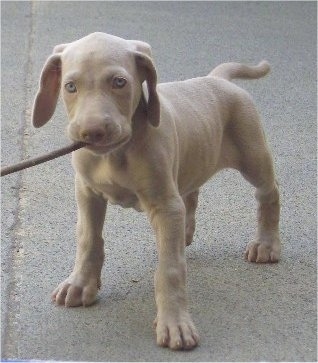 The front left side of a small Weimaraner puppy that is standing across a concrete surface and it is chewing on a stick. The dog has a long tail that has been kept natural and blue eyes with drop ears.