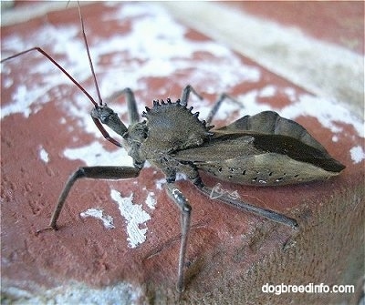 Right Profile - Wheel Bug on a brick surface