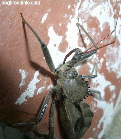 Close Up - Wheel Bug going up a brick surface