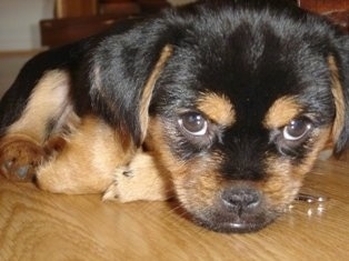 Close up - A black and tan Yorkinese puppy that is laying down on a hardwood floor and it is looking forward with its wide brown eyes.