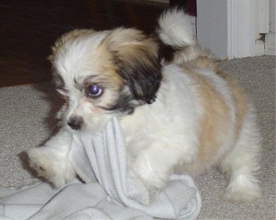 The front left side of a white with tan and brown Zuchon puppy that is a blanket in its mouth. The puppy looks very playful and soft.