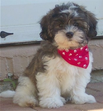 The front right side of a gray and white Zuchon puppy that is sitting across a brick surface outside and it is wearing a red bandana with white paw prints on it. The dog is soft, thick coated with ears that hang down to the sides. It looks like a stuffed toy.