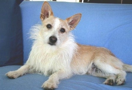 Front side view - A tan with white Portuguese Hound is laying on a blue couch and it is looking forward. Its head is tilted to the right. It has longer wiry looking fringe hair around its neck.