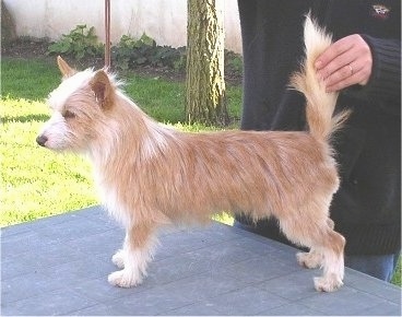 A tan with white Portuguese Podengo dog is standing on a table and behind it is a person holding its tail straight up in the air.