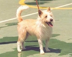 A wiry tan with white Portuguese Podengo dog is standing on a tennis court and it is looking to the right. Its mouth is open and tongue is out.