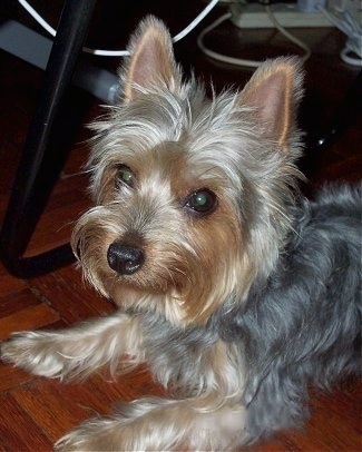 Close up - The front left side of a soft coated, long haired tan and grey Silky Terrier dog laying across a wood tiled floor looking to the left and its head is slightly turned forward. The dog has perk ears, a black nose and wide round eyes.