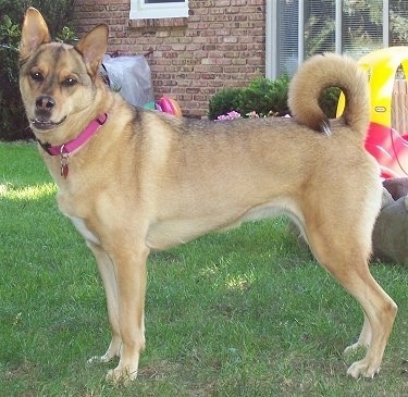 The left side of a tan with black Akita Shepherd that is standing across a lawn with kids toys behind it