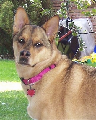 Close up - The left side of a tan with black Akita Shepherd that is standing in a lawn