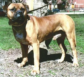 alano mastiff