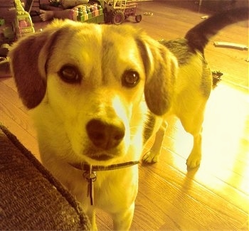 Close up - An American Eagle Dog is standing on hardwood floor, next to a couch with a bunch of children toys behind it.