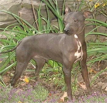 The right side of a gray with white American Hairless Terrier that is standing across a lawn and next to a rock structure