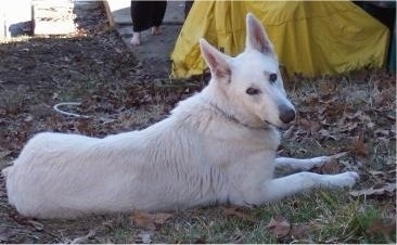 The right side of an American White Shepherd that is laying in a yard, it is looking forward and it is surrounded by autumn leaves.