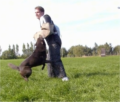Smoky the Australian Kelpie practicing schutzhund attacking pads on a trainers arm
