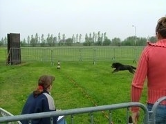 The left side of an Australian Kelpie that is racing across a lawn. Two people are watching it run.