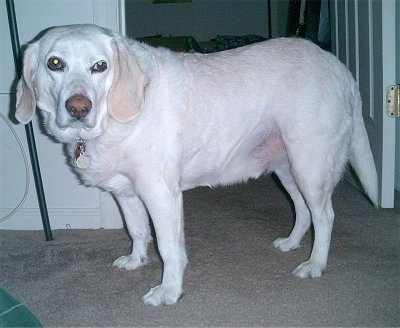 A white and tan Labbe is standing on a tan carpet in front of a doorway and looking to the left