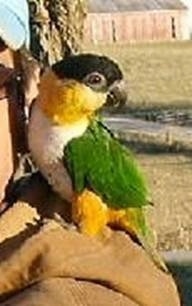 Close up - A Black-capped caique dog is standing on the back of a person looking to the right.