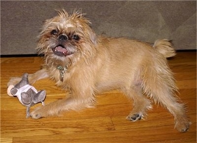 Oskar the Brug laying on a hardwood floor with a plush toy in front of it and him mouth is open and there is a tan couch behind him