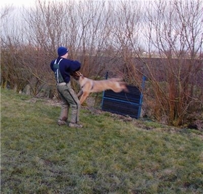 Action shot - Trouble-of Inka the Belgian Shepherd Laekenois jumping at a foam pad a person is holding