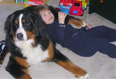 Tally the Bernese Mountain Dog with a little boy leaning against his belly while eating a snack