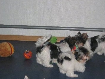 Three Biewer puppies playing with dog toys in a room