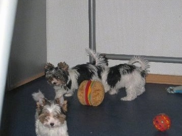 Three Biewer Puppies Playing in a room with a hamburger plush toy a ball and a rope toy