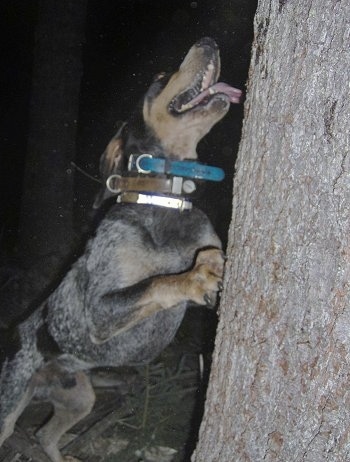 Clements Blue Prancer the Bluetick Coonhound leaning against a tree with its mouth open and tongue out