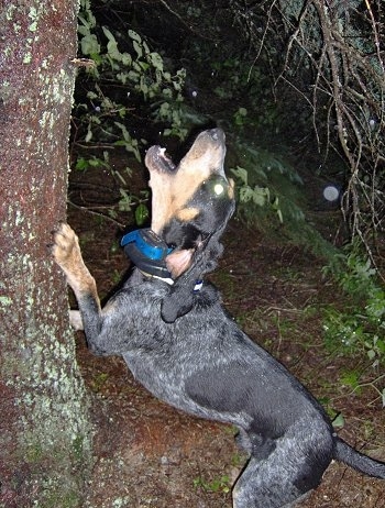 Clements Blue Prancer the Bluetick Coonhound barking up a tree