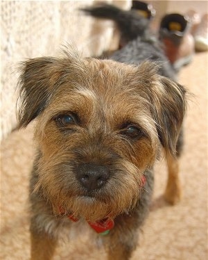Close Up - Cassie the Border Terrier standing on a carpetted floor next to a couch wearing a red collar