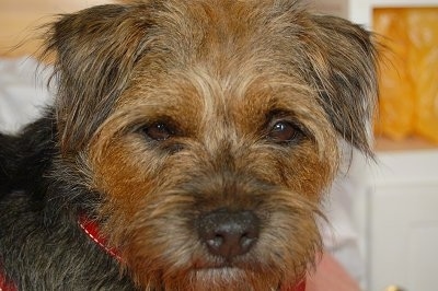 Cassie the Border Terrier sitting on the lap of a person