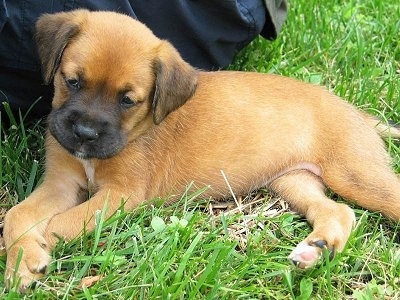 Close Up - Shelby the Boxador puppy laying in grass next to a person