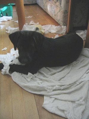 Lilah the Golden Labrador puppy is laying on a blanket, under a table and looking at the camera holder. There is a mess of chewed tissues behind Lilah