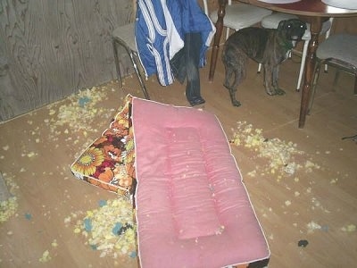 Diesel the Valley Bulldog is hiding under a table. There is a mattress with foam everywhere all over the floor